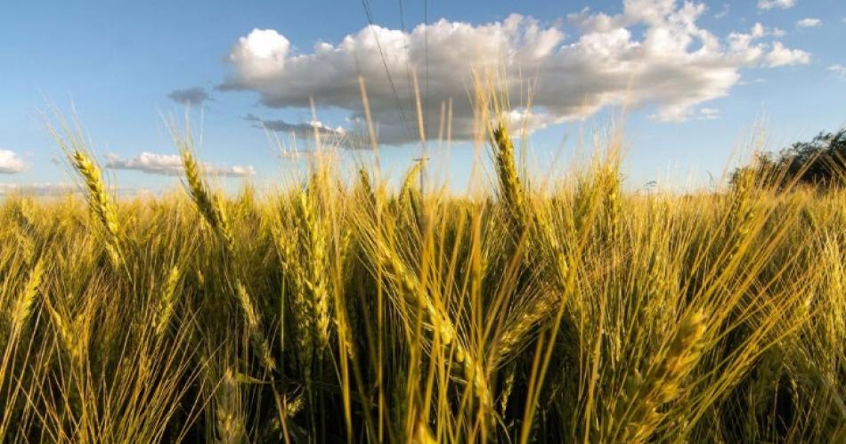 Estiman produccioacuten de trigo que llegaraacute a las155 M de toneladas