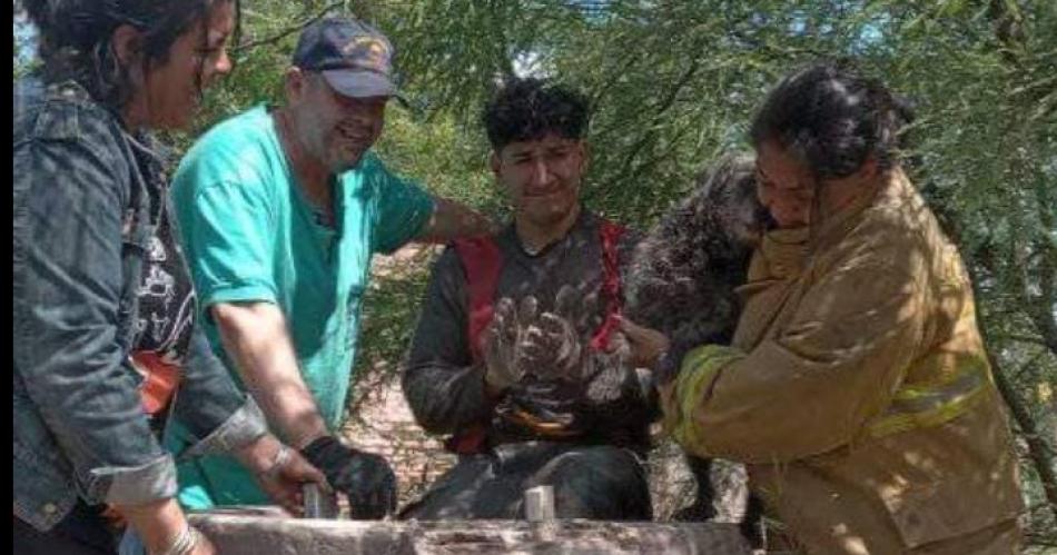 Bomberos rescatan a una perrita que tiraron en un aljibe