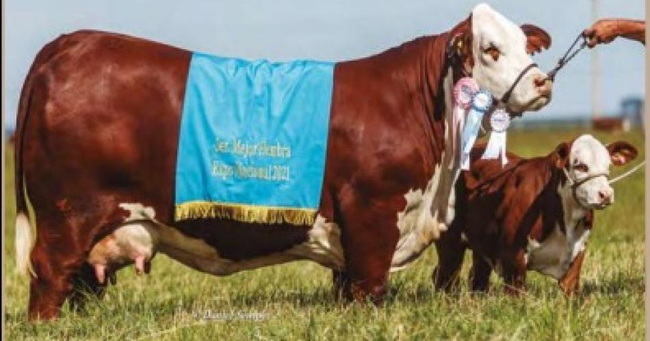 Ocho cabantildeas rematan los nuacutecleos de su geneacutetica brangus y braford