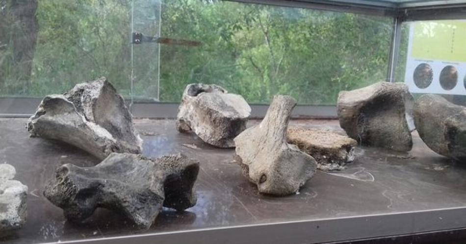 Ladrones intentaron robar restos foacutesiles desde la reserva Tara Inti