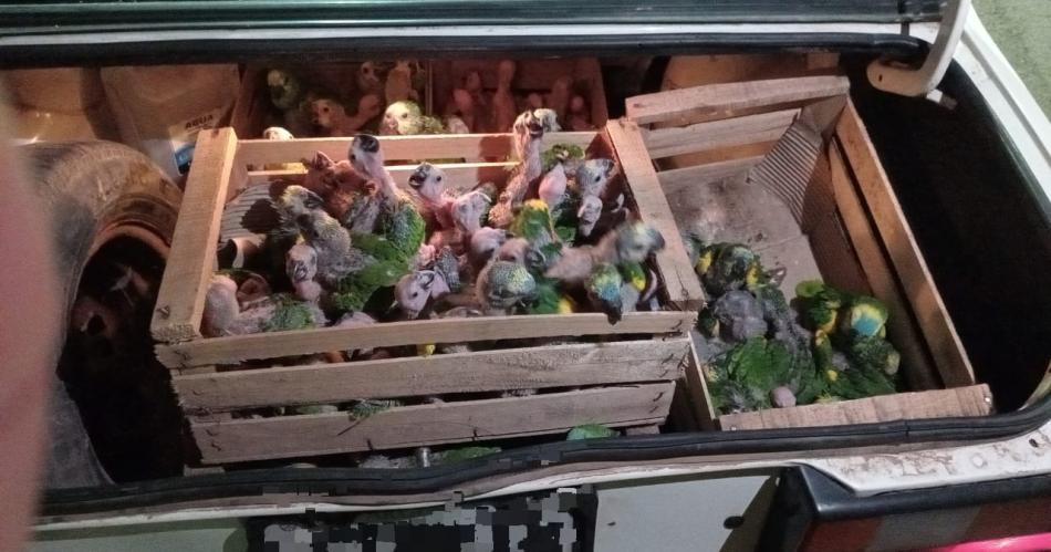La Policiacutea secuestroacute gran cantidad de aves y neumaacuteticos de contrabando en el interior