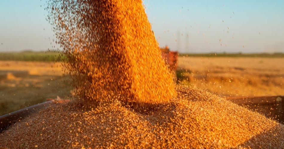 Horror- operario murioacute al quedar sepultado por los granos en una cerealera