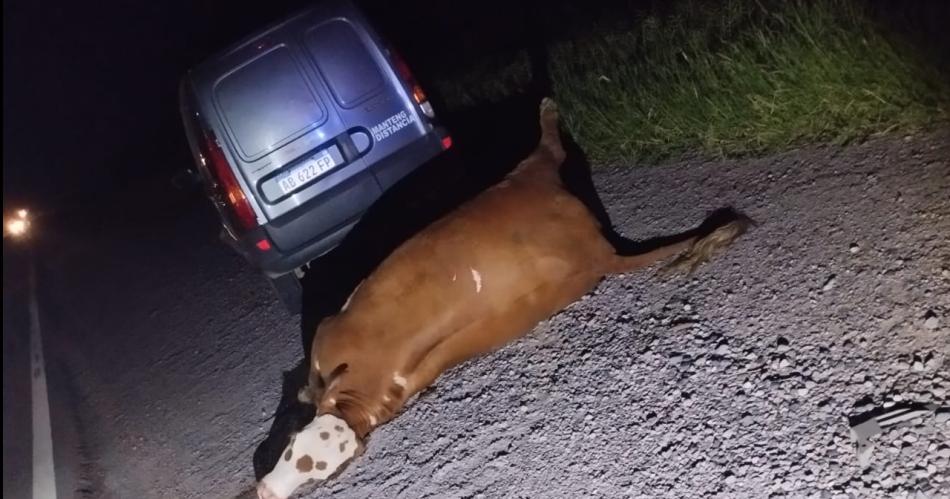 BRUTALIDAD El violento impacto ocasionó importantes daños materiales en ambos rodados adems de la muerte del animal vacuno