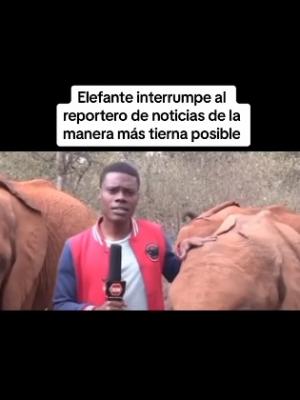 Un elefante lo interrumpioacute durante su reportaje de una forma inesperada 