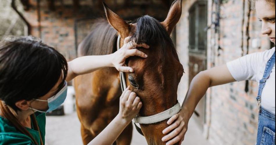 Hospital Independencia- aconsejan coacutemo prevenir la encefalitis equina