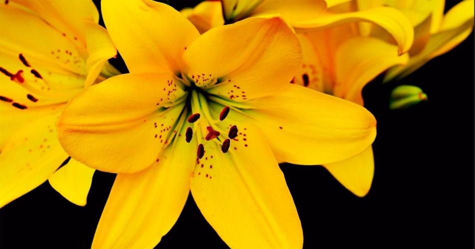 La particular razoacuten por la que en Corrientes prohibieron el lirio amarillo