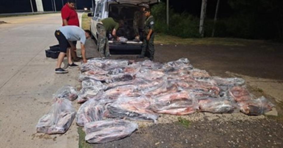 Flojo de papeles trasladaba maacutes de 2000 kilos de pescado en un furgoacuten