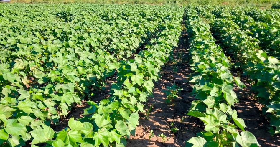 Por segundo antildeo desarrollan ensayos de algodoacuten con bioestimulantes