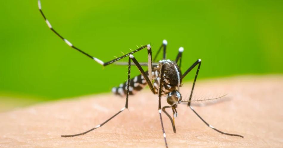 Advierten que el mosquito del dengue sobrevive bajo el agua