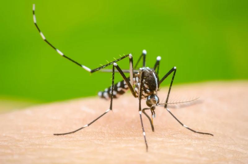 Advierten que el mosquito del dengue sobrevive bajo el agua