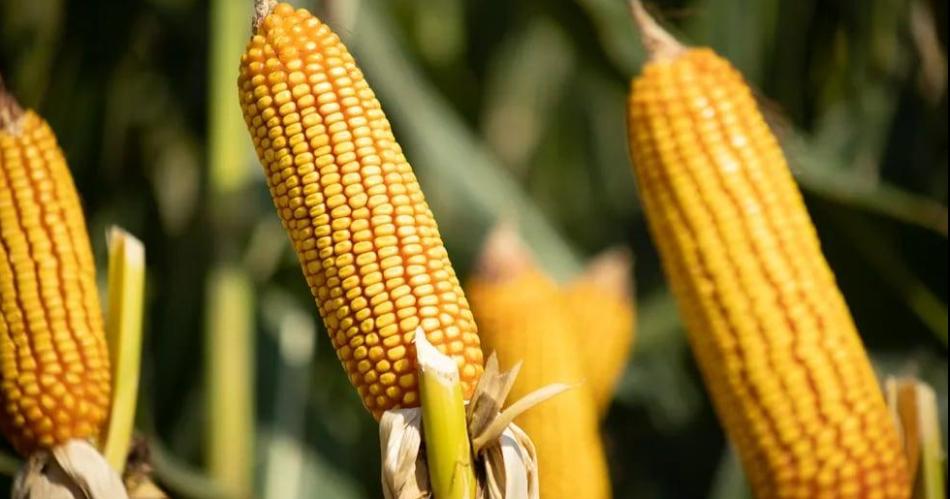 El Gobierno de Santiago solicita creacuteditos especiales a Nacioacuten para productores de maiacutez ante el avance de una plaga fitosanitaria