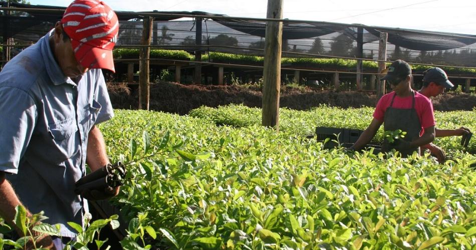 Jonas Peterson- Con la desregulacioacuten de la yerba gana la industria y pierden los consumidores