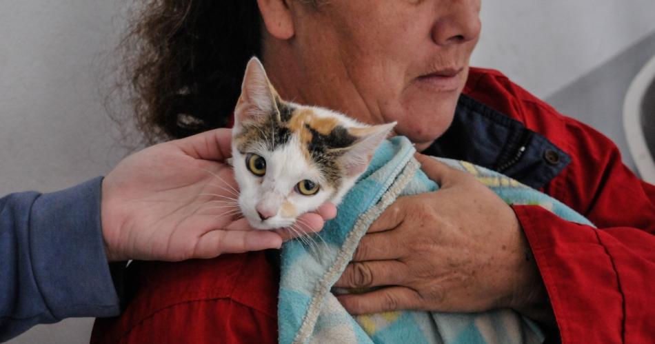 Fernaacutendez- maacutes de 50 mascotas fueron esterilizadas en un nuevo operativo de castraciones