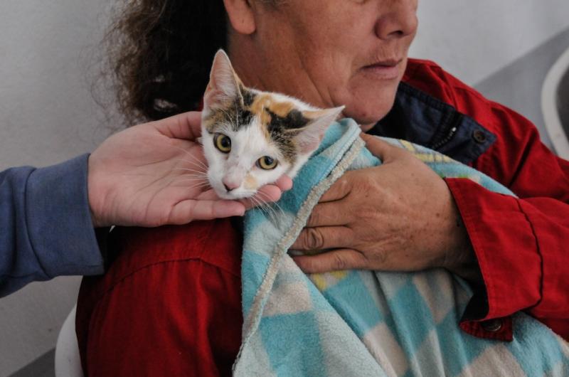 Fernaacutendez- maacutes de 50 mascotas fueron esterilizadas en un nuevo operativo de castraciones