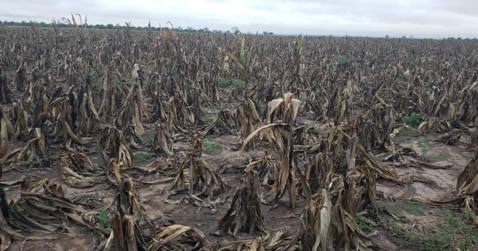 Alertan que plaga de la chicharrita hizo estrag en la Regioacuten Albigasta