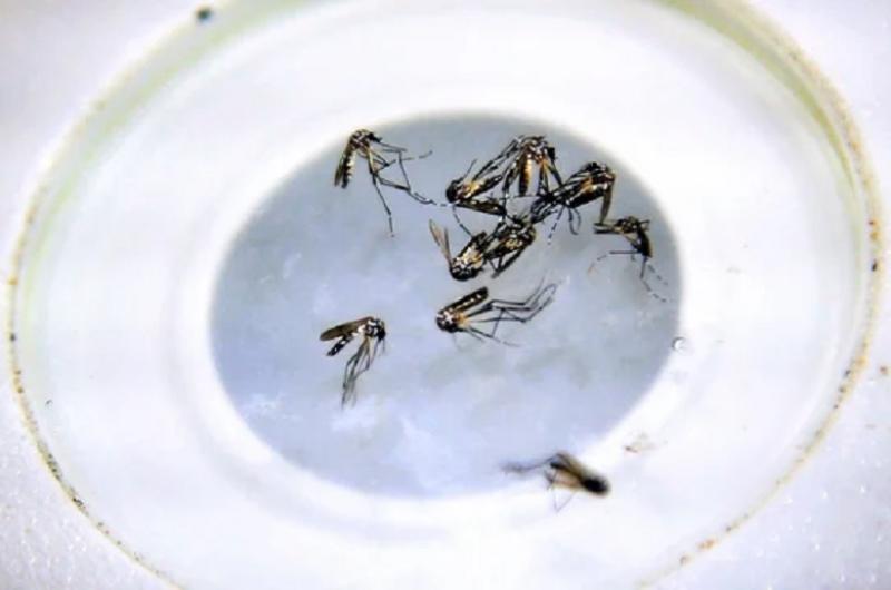 La advertencia del Malbraacuten sobre las fumigaciones ante el avance del dengue