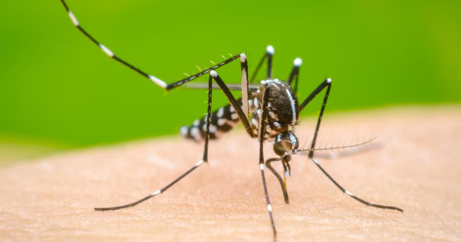 Queacute efectos puede ocasionar el virus del dengue en la salud ocular