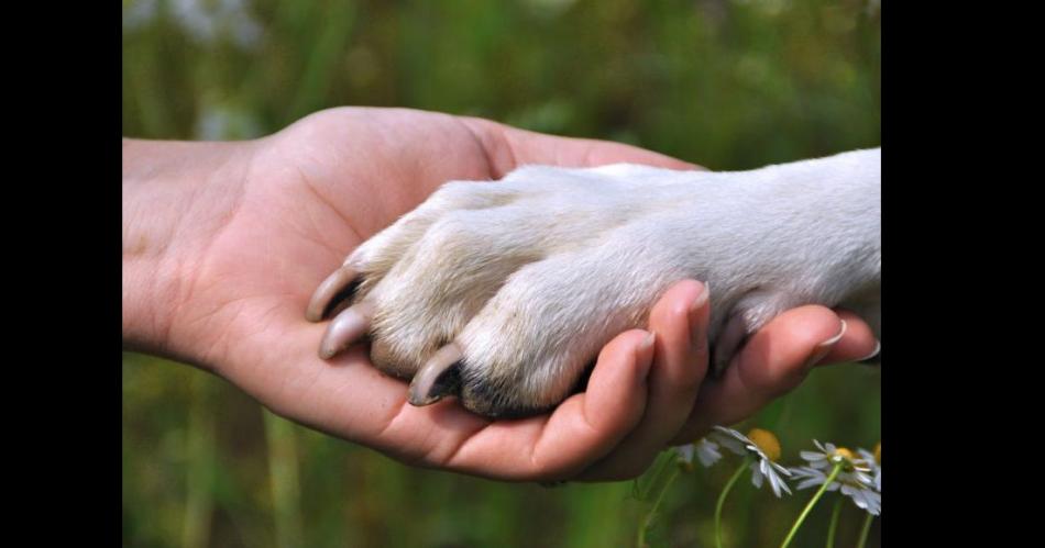 Organizan un gran encuentro por el Diacutea del Animal