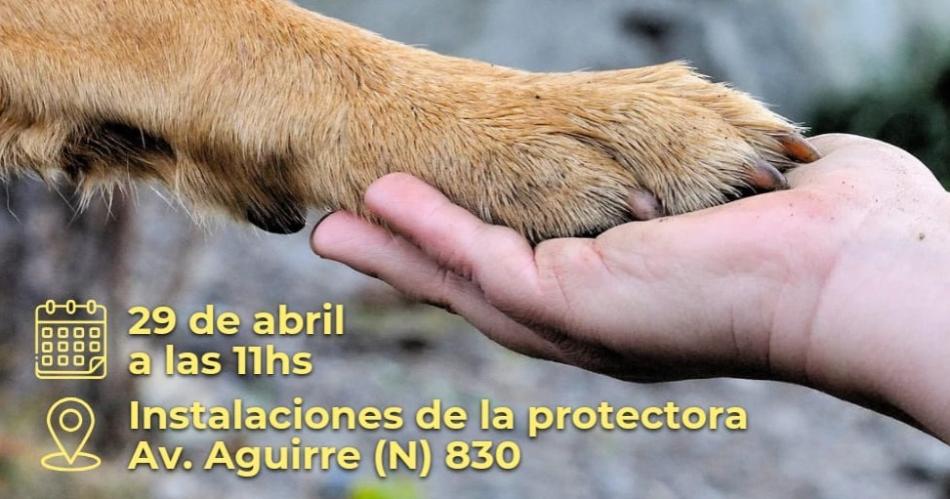 Bichos organiza un gran encuentro solidario por el Diacutea del Animal