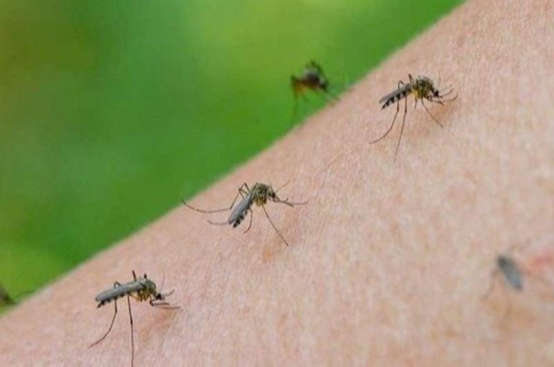 Dengue- Confirmaron la primera muerte por coinfeccioacuten en la Argentina