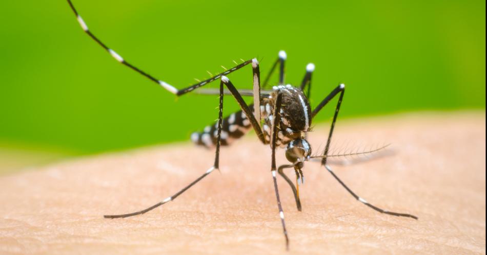 Dengue- Santiago superoacute los 12500 casos pero baja la curva de transmisioacuten