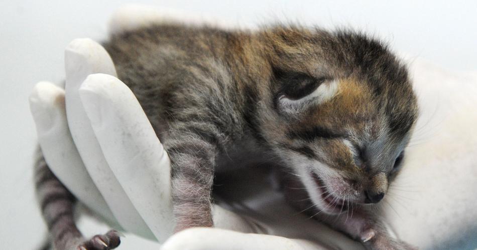 Por queacute se celebra el 29 de abril el Diacutea del Animal