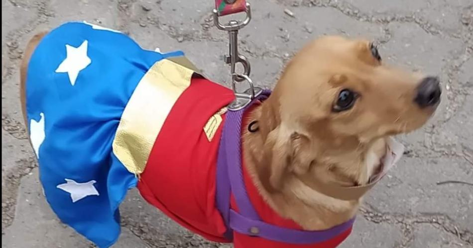 Se viene el desfile de disfraces por el Diacutea del Animal- cuaacutendo y doacutende seraacute