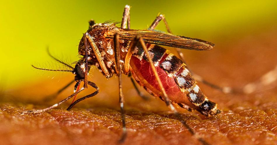 En Santiago del Estero se acentuacutea el descenso de casos de dengue