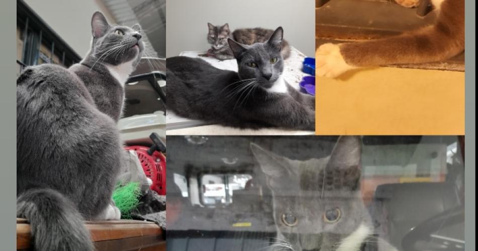 Se perdioacute Loki gatito del Cuartel de Bomberos