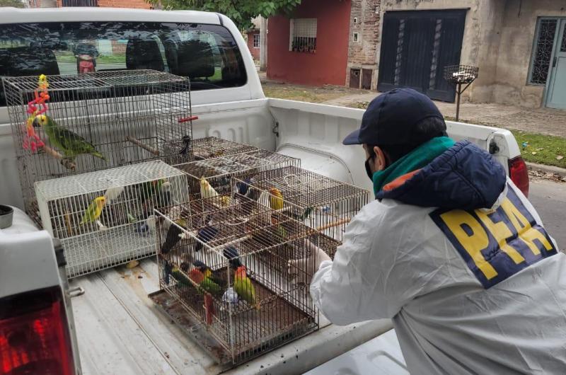 Policiacutea Federal desarticuloacute una organizacioacuten criminal que comercializaba aves exoacuteticas valuadas en cientos de doacutelares