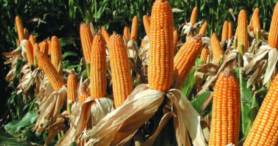 Areco- A pesar de la chicharrita el cultivo de maiacutez es viable