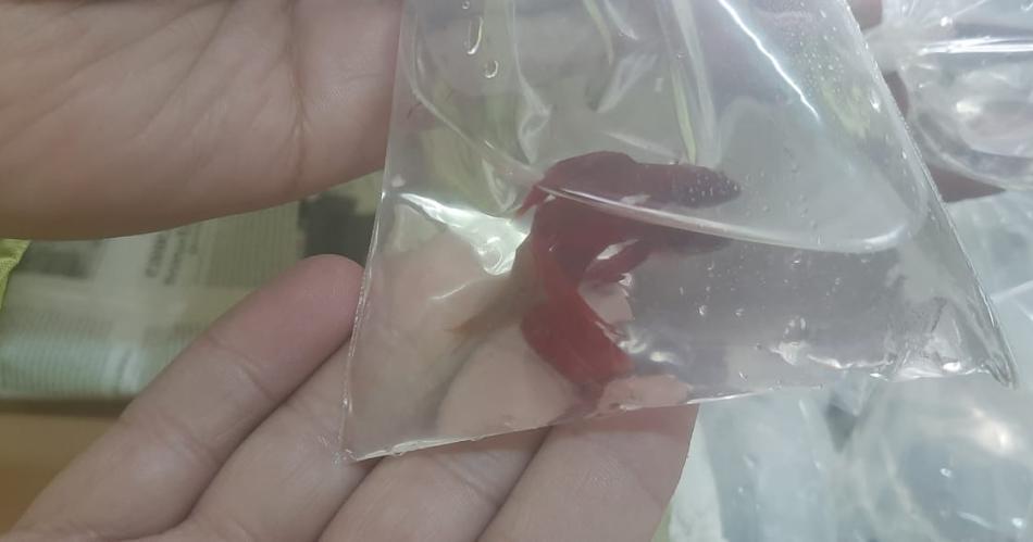 Encontraron a Nemo- rescatan 330 peces que trasladaban en un micro de larga distancia