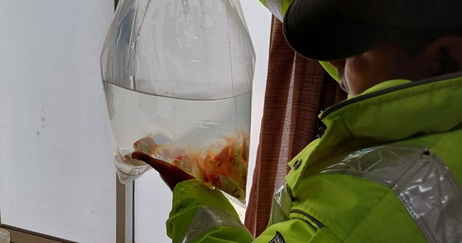 Encontraron a Nemo- rescatan 330 peces que trasladaban en un micro de larga distancia