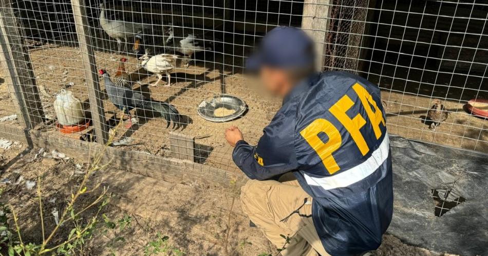 Rescatan gran cantidad de aves exoacuteticas que eran vendidas ilegalmente