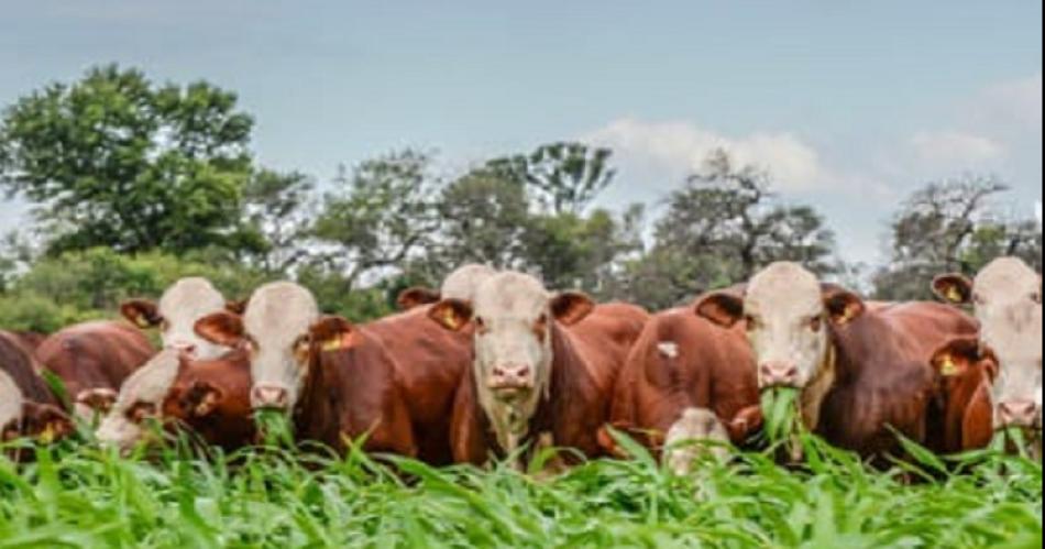 Dos cabantildeas organizan un diacutea de campo para mostrar su produccioacuten