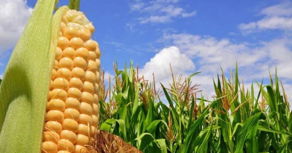 Joya del norte- Santiago del Estero es sensacioacuten en un ranking exportador y no para de escalar