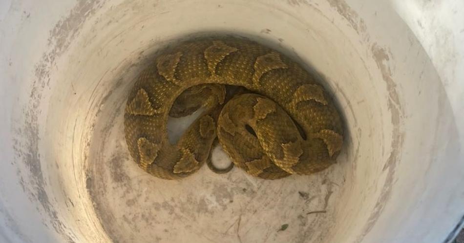 VIDEO La presencia de una viacutebora causoacute temor en una familia del Bordm Libertad