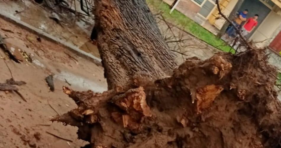 Tormentas en el interior de la provincia- Se desprendieron aacuterboles y otras complicaciones