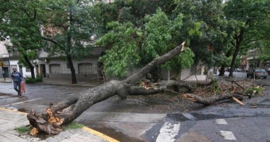 El fuerte viento derriboacute un aacuterbol y dos nintildeos resultaron heridos