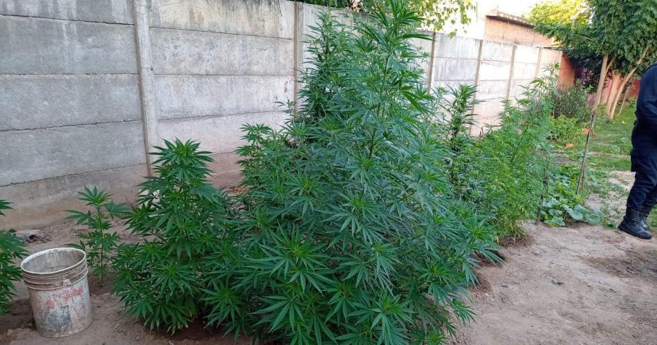 Caen peligrosos dealers con armas cocaiacutena y Cannabis