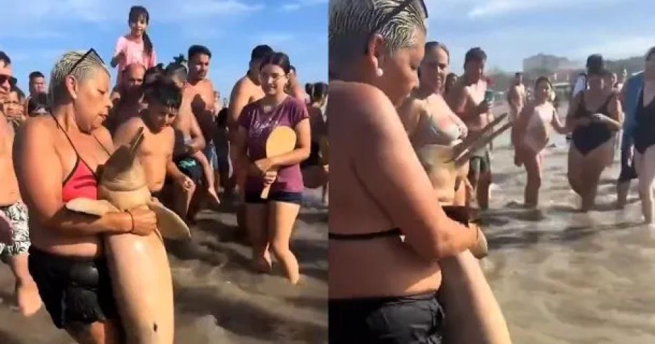 VIDEO  Indignante- aparecioacute otro delfiacuten muerto y varios turistas se sacaron fotos