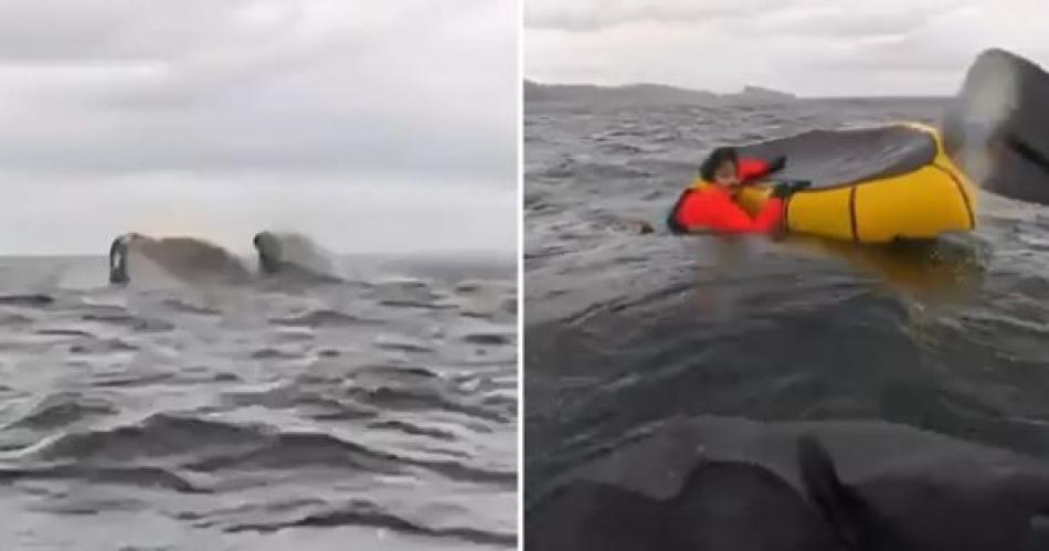 IMPACTANTE VIDEO Una ballena jorobada tragoacute y escupioacute a un joven que practicaba kayak