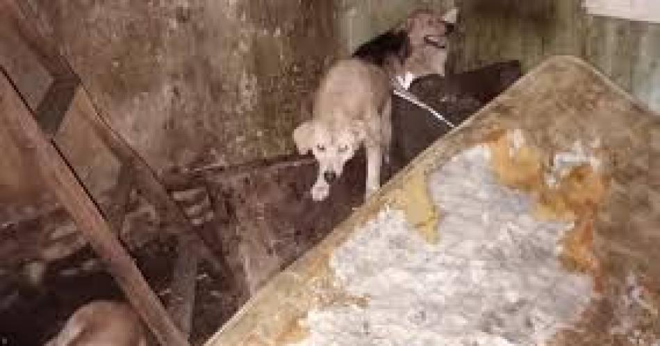 Encontraron maacutes de 200 animales mutilados y embalsamados en una vivienda