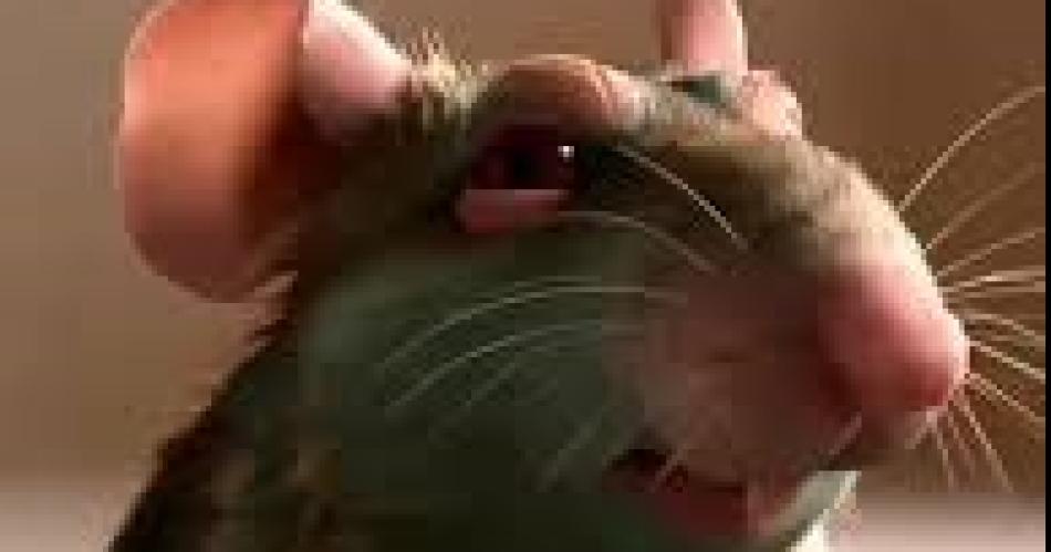 El manifiesto de la rata