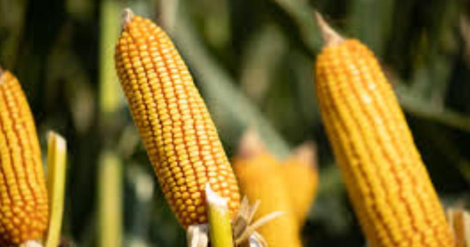 China principal socio comercial de Santiago del Estero iquestquieacuten es el de cada provincia argentina