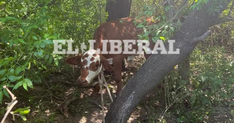 Los animales taban atados en una zona montuosa