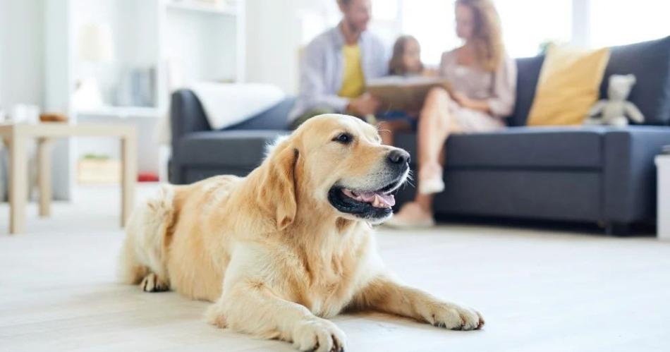 La llegada de un cachorro al hogar representa un acontecimiento de emocioacuten y compromiso