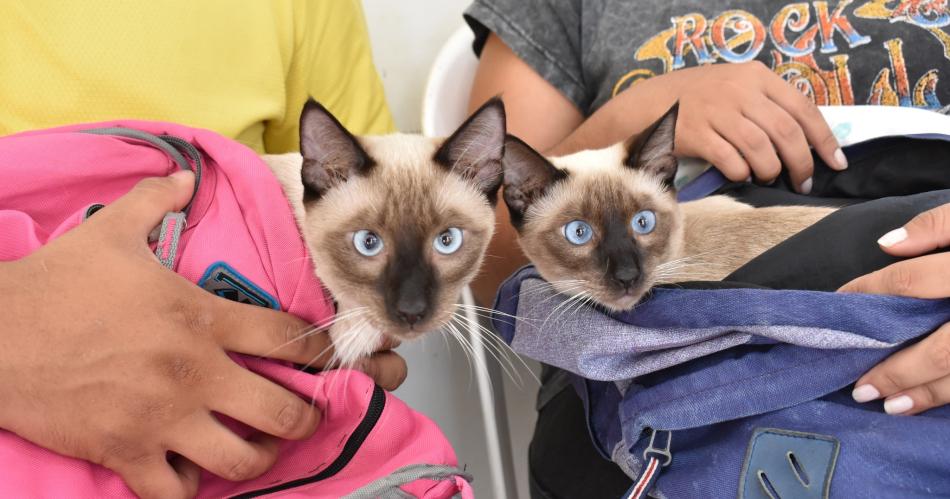 Comenzoacute con eacutexito en Fernaacutendez la campantildea de castraciones