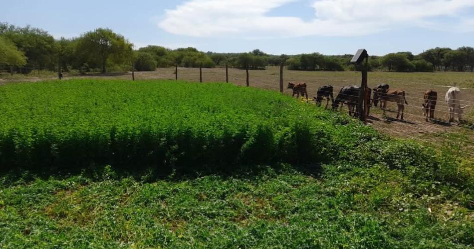 Los diacuteas lluviosos trajeron mucho alivio en la Regioacuten Albigasta
