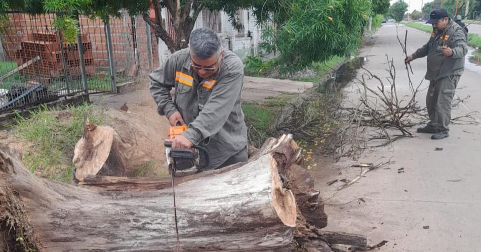 Municipalidad despeja calles de ramas y aacuterboles caiacutedos por viento